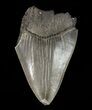 Partial, Megalodon Tooth - Sharp Serrations #61674-1